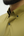 Khaki Shalwar Kameez