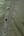 Olive Green Kurta