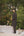 NEVA BLACK SHERWANI