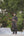 EFSUN BLACK SHERWANI